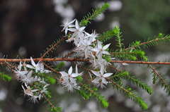 Calytrix alpestris
