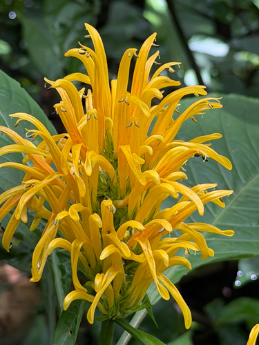 Justicia aurea observed 2026-10-02