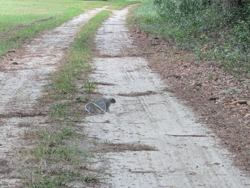 Southern Fox Squirrel