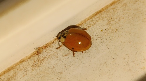 Asian Lady Beetle