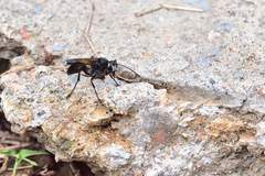 Isodontia ochroptera