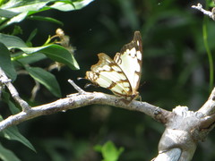 Polyura zoolina
