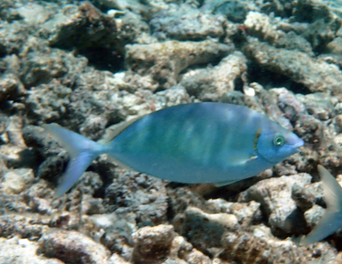 Siganus argenteus observed 2026-10-02