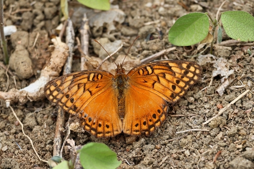 Mexican Fritillary