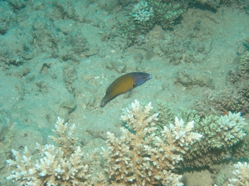 Labropsis australis observed 2026-10-01