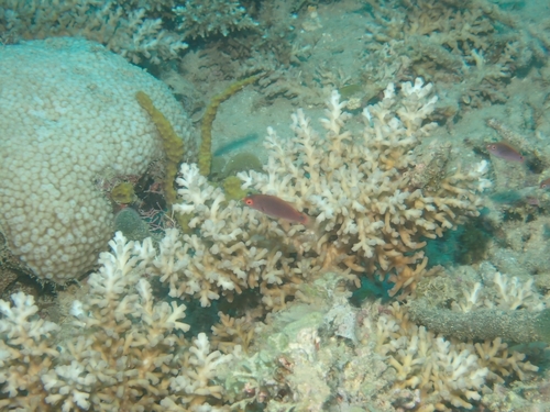 Cirrhilabrus punctatus observed 2026-10-01