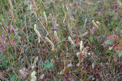 Canadian burnet