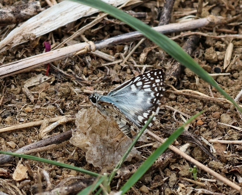 Orcus Checkered-Skipper