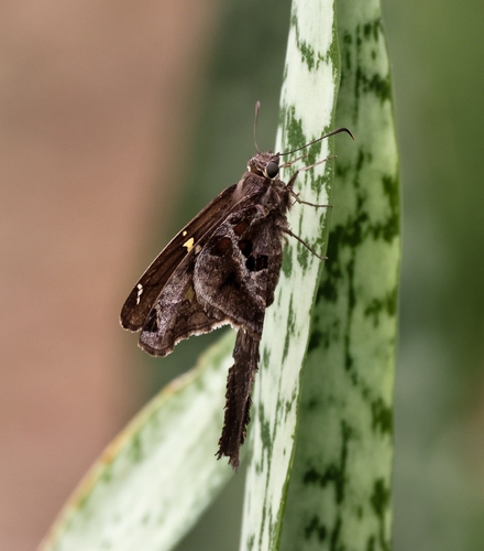 Blurry-striped Longtail