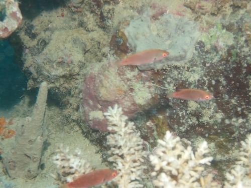 Cirrhilabrus punctatus observed 2026-10-01