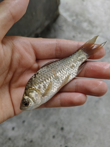Goldfish