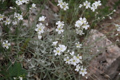 Cerastium biebersteinii