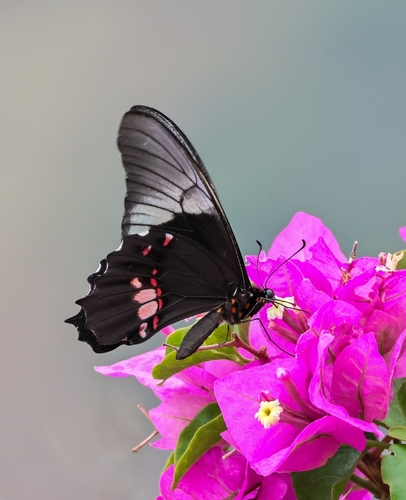 Ruby-spotted Swallowtail