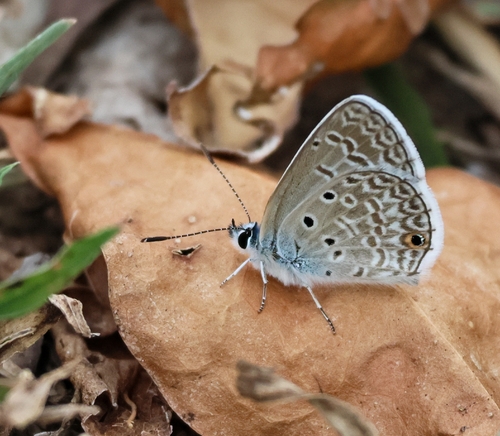 Hanno Blue