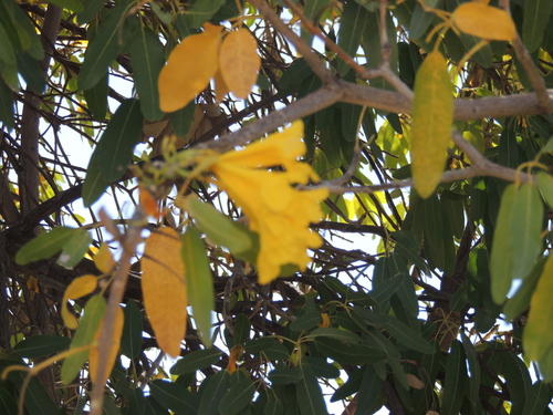 Tabebuia aurea observed 2026-09-28