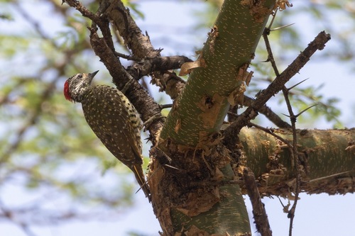 iNaturalist image