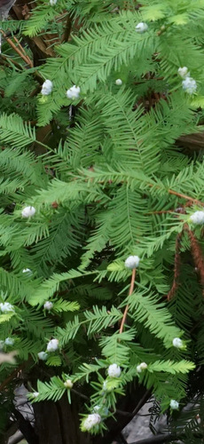 Cypress Twig Gall Midge