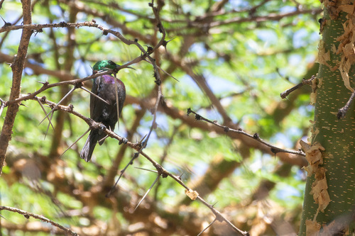 iNaturalist image