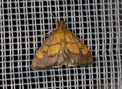 Evergestis limbata