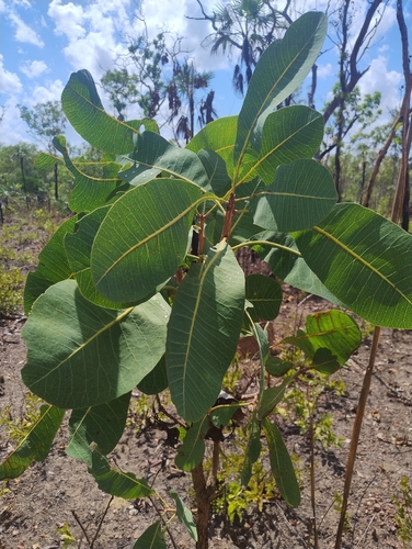 Buchanania obovata observed 2026-10-03