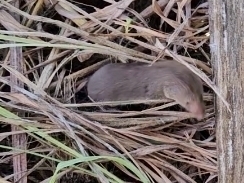 North American Least Shrew observed by balstersbugs