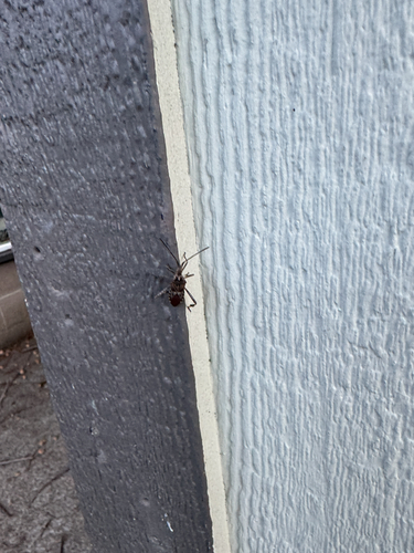 Western Conifer Seed Bug