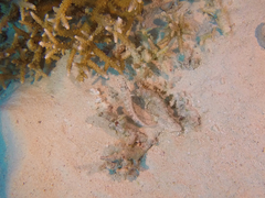 Parapercis australis