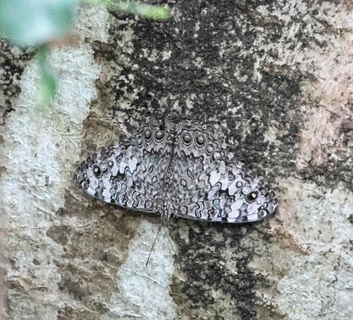 Gray Cracker