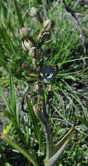 Thelymitra epipactoides