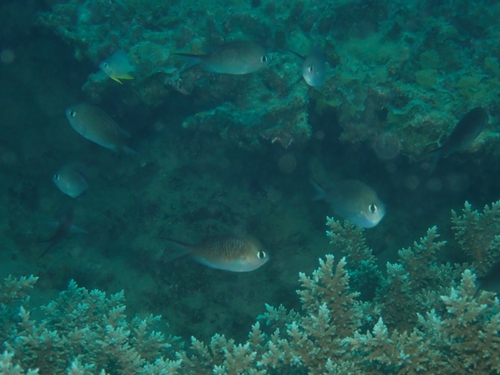 Chromis ternatensis observed 2026-10-01