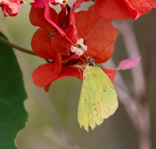 Marcellina Sulphur
