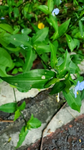 Hierba del pollo (Commelina erecta)