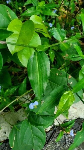 Hierba del pollo (Commelina erecta)