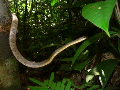 Phrynonax poecilonotus