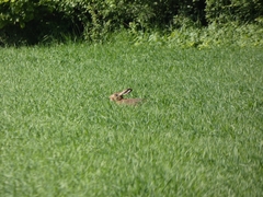 Lepus europaeus