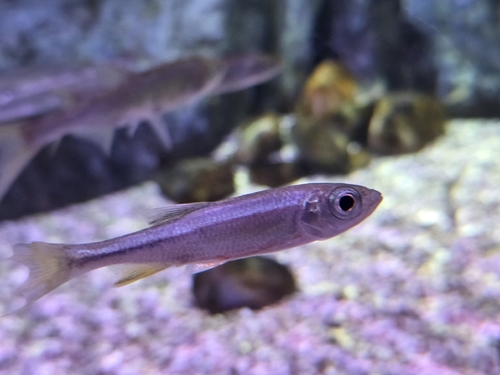Korean Dark Chub