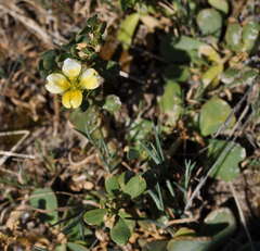 Roepera glauca