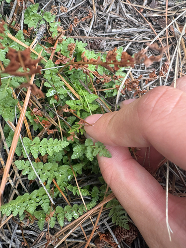 Physematium oreganum observed 2026-10-02