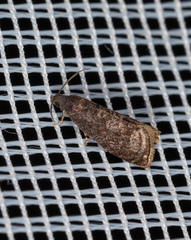 Grapholita funebrana