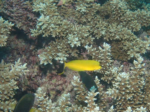 Plagiotremus laudandus observed 2026-10-01