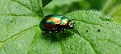 Chrysolina fastuosa