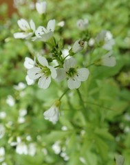 Cardamine amara