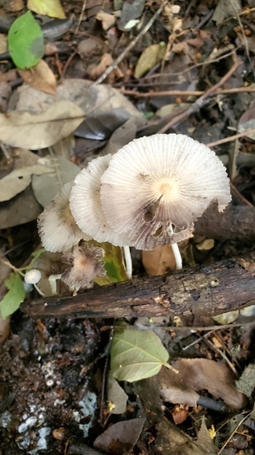 Coprinellus aureogranulatus (Coprinellus aureogranulatus)