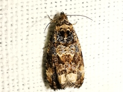 Endothenia