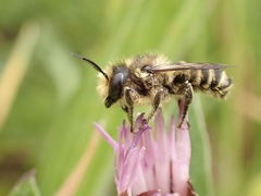 Megachile