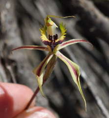 Caladenia stricta
