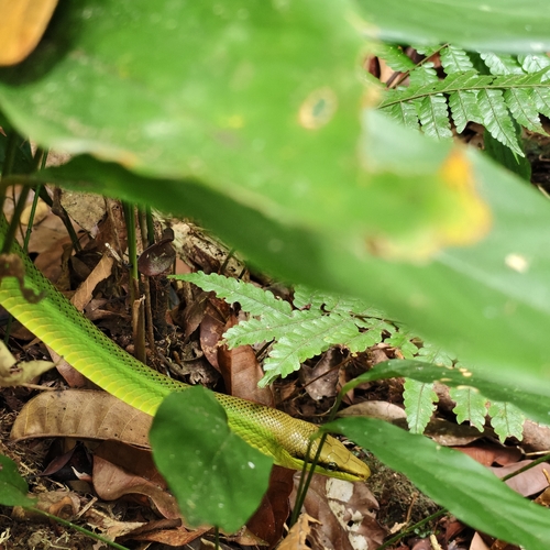 Gonyosoma oxycephalum observed 2026-10-02