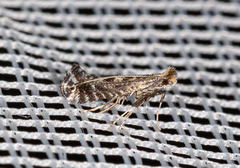 Parornix fagivora