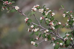Cotoneaster tauricus