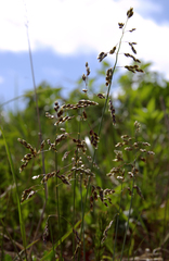 Anthoxanthum glabrum